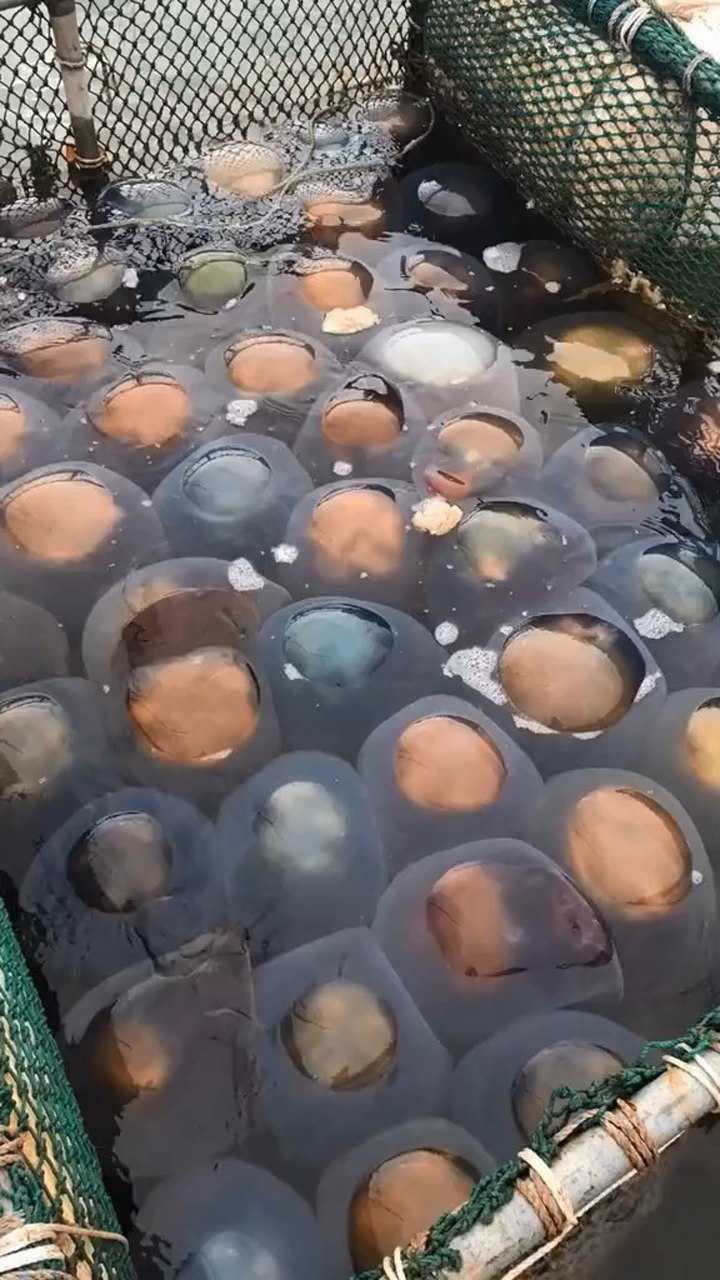 活体的海蜇长这样