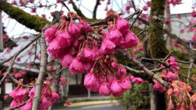 樱花美景欣赏,雨后樱花格外清新漂亮