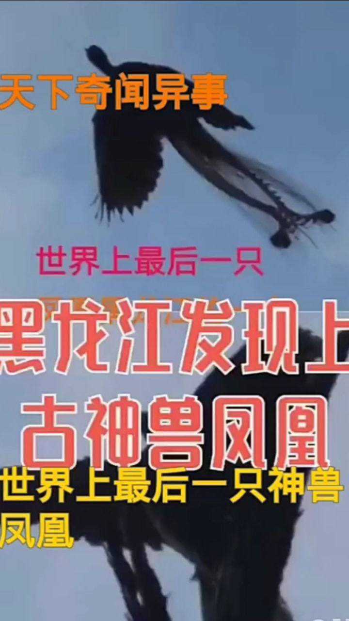 世界上最后一只凤凰在黑龙江