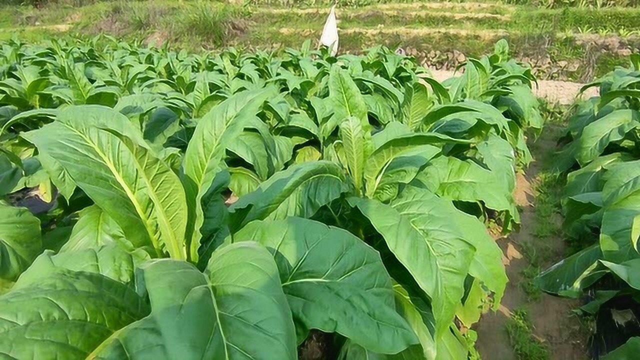 农村小伙带你看正月的时候刚种的烟苗,感觉长得还可以.