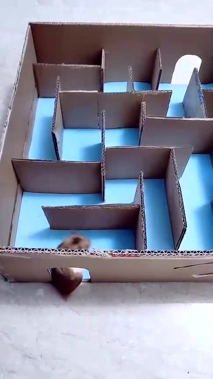仓鼠走迷宫怎么和想象中的不一样
