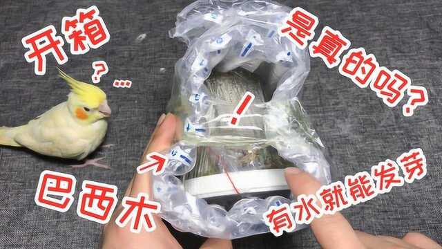 网购开箱1棵“巴西木”,听说这种木头有水就能发芽,是真的吗?