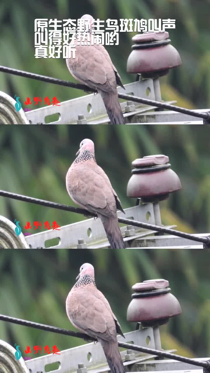 原生態野生鳥斑鳩叫聲,叫得好熱鬧喲,真好聽