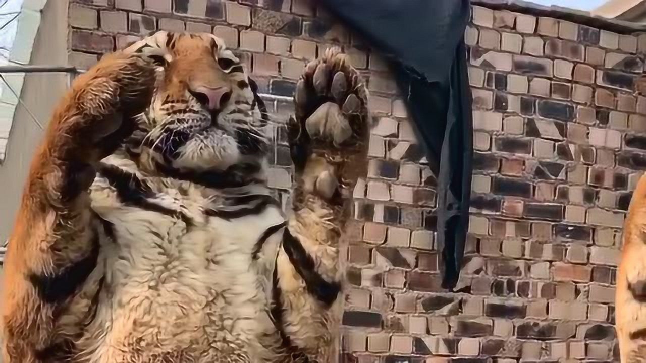 虎落平阳?这一幕的画面,震撼了无数人!