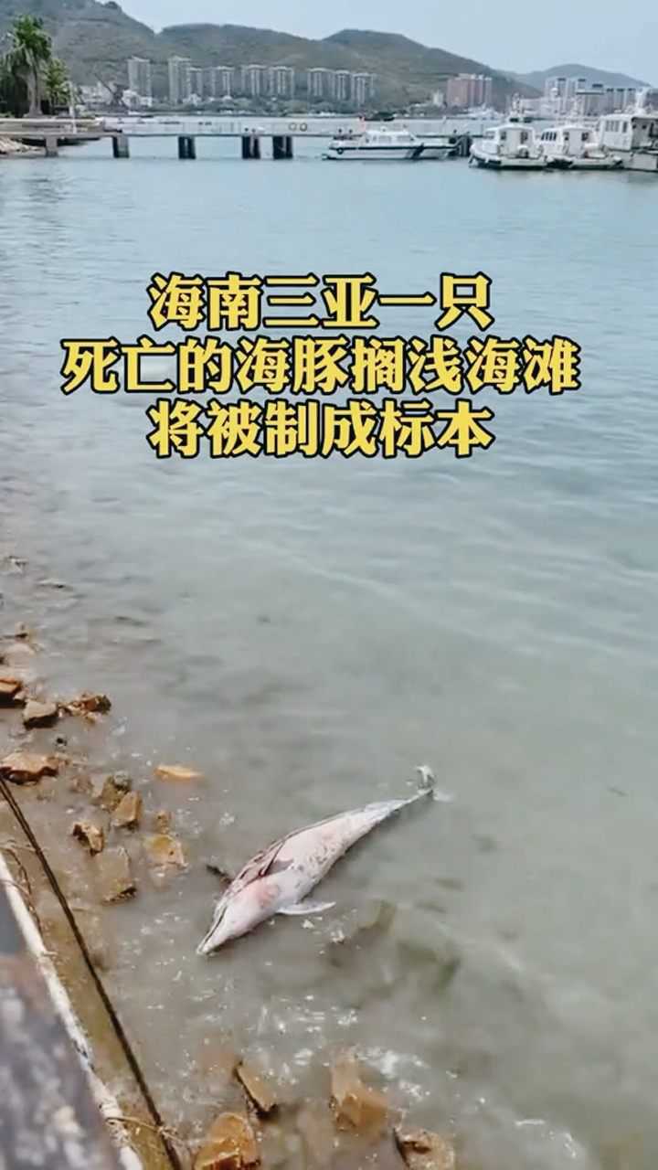 海南三亚一只死亡的海豚搁浅海滩将被制成标本