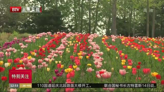 北京国际鲜花港开放户外展区 每日限流1.5万人次