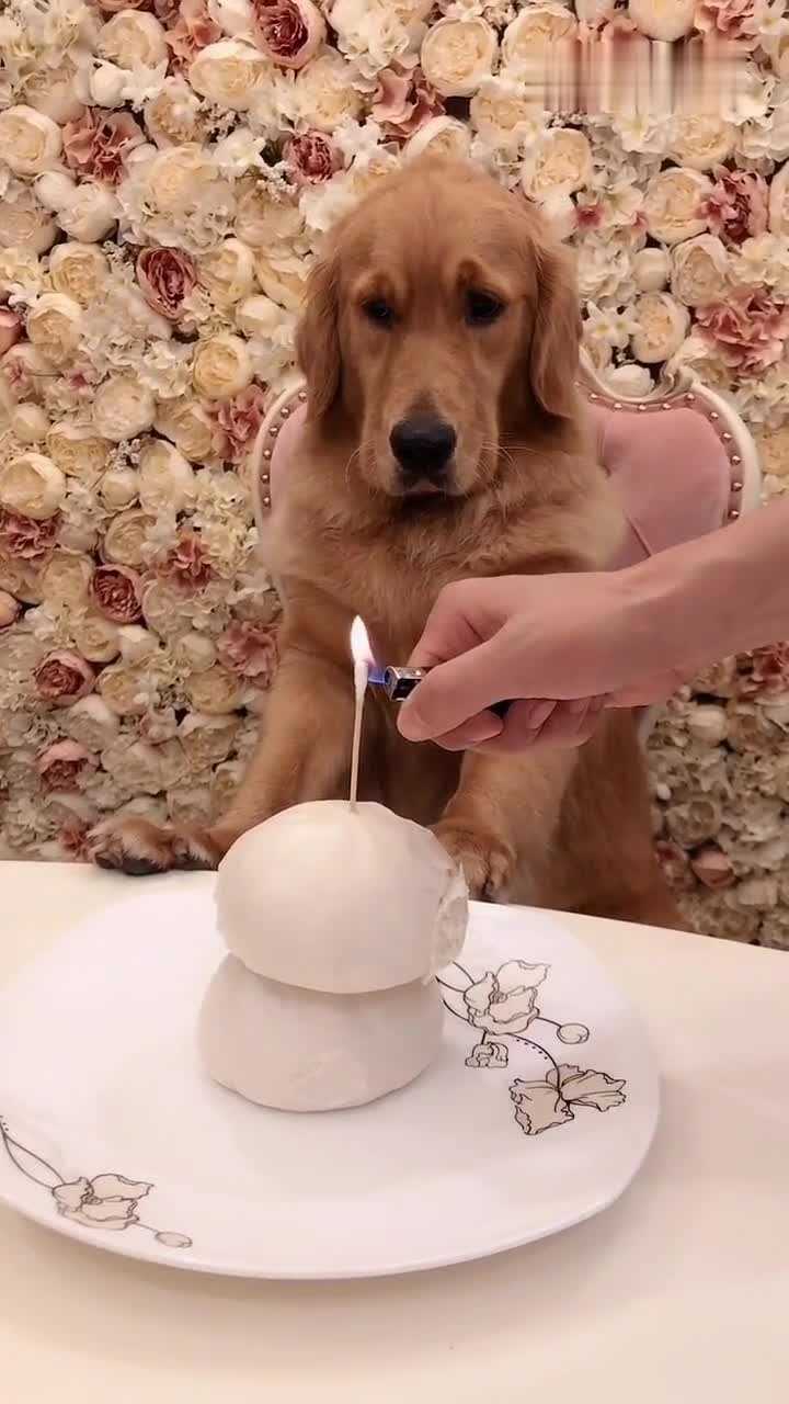 金毛过生日,为什么感觉这么寒酸,别的小朋友都有蛋糕