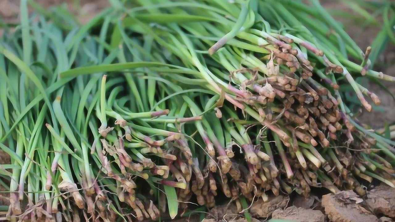 头茬韭菜为什么不能吃后悔才清楚抓紧告诉所有人别当耳旁风