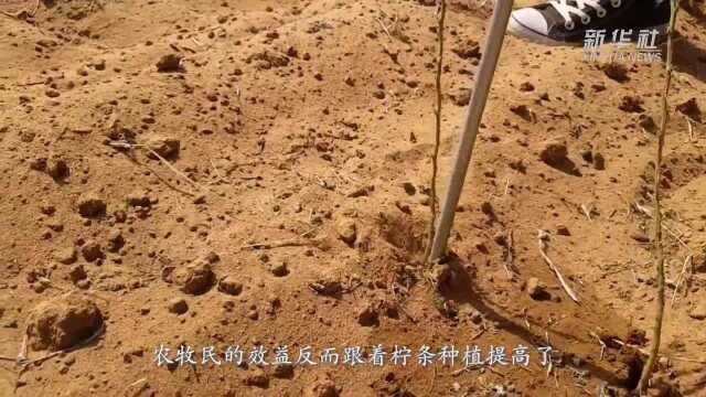 百万柠条“进”草场