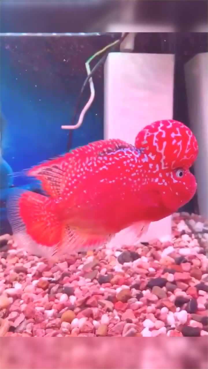 720_1280竖版 竖屏