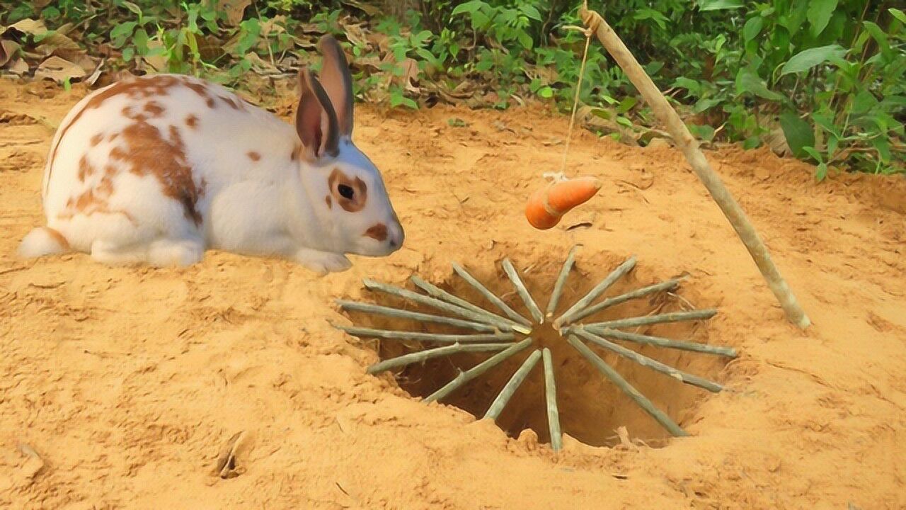 小伙野外自制抓兔子神器镜头记录全程轻轻松松抓到兔子