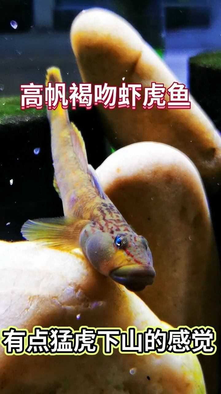 高帆褐吻虾虎鱼别的不说这个嘴唇真的是够厚的