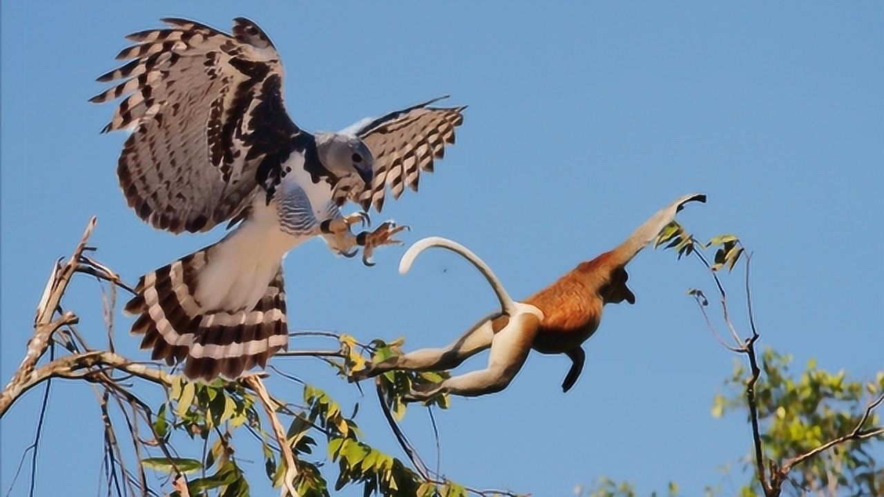 食猴鹰吃猴子图片