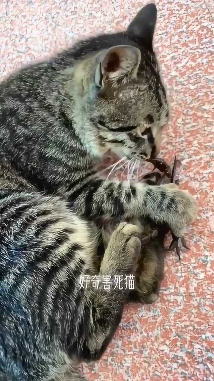 好奇害死猫