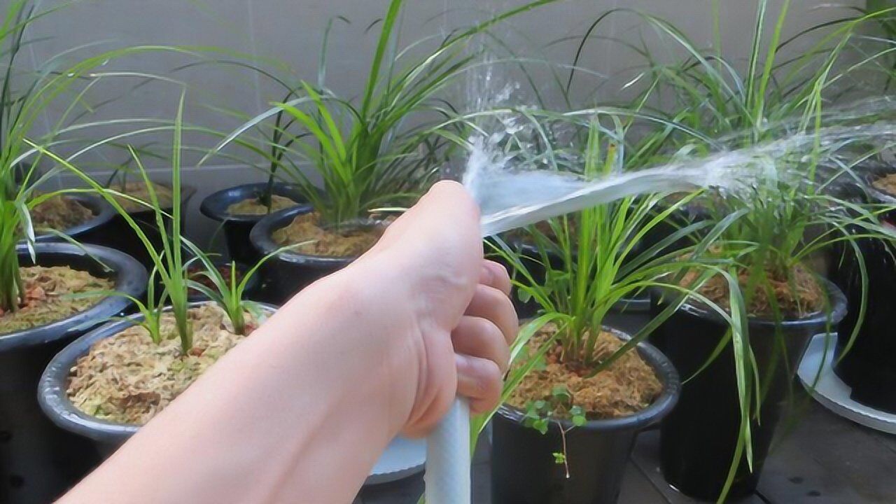 兰花浇水犯这一错整株倒伏死亡