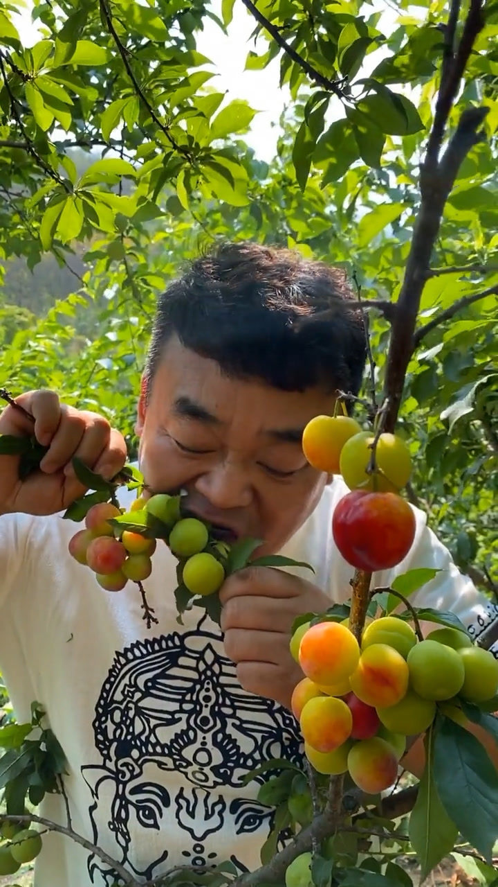 喜欢吃李子吗?