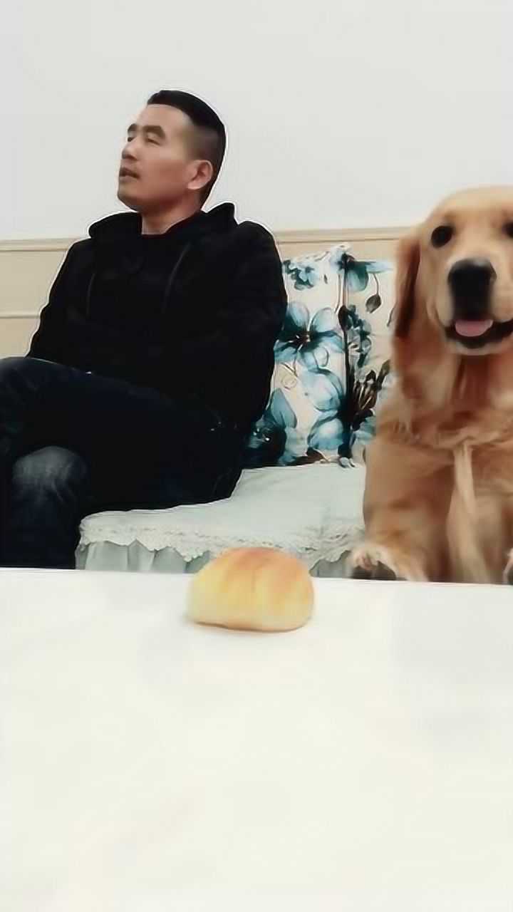 爸爸唱歌金毛豆豆不想听接下来豆豆的举动搞笑了