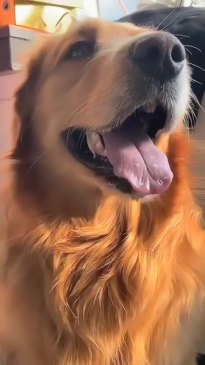 无处安放的大舌头