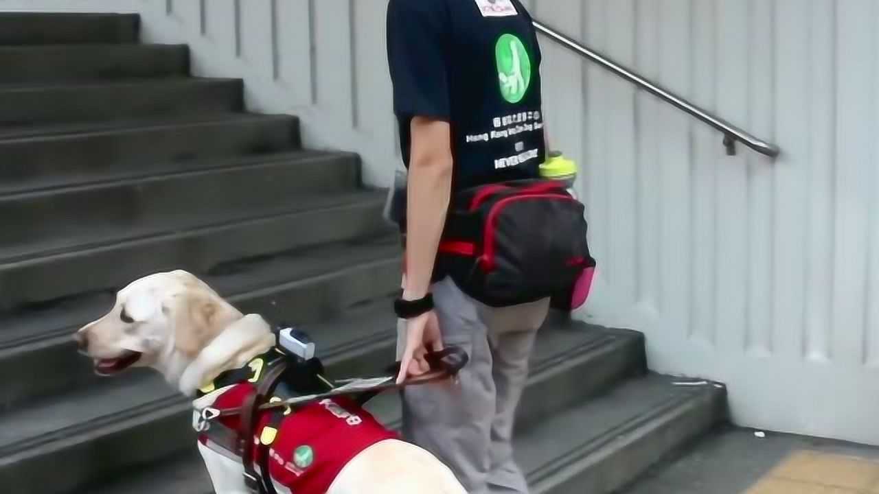 导盲犬是如何工作的?_高清1080P在线观看平台_腾讯视频
