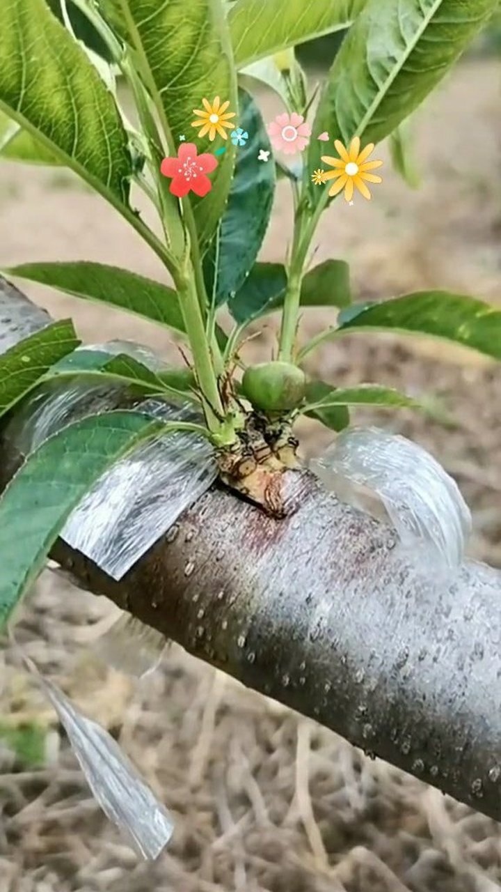 桃樹嫁接太好了.