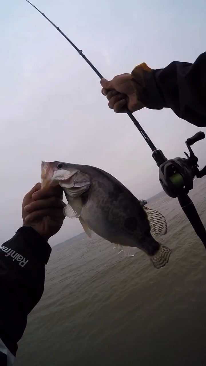 长江路亚钓获鳜鱼全过程