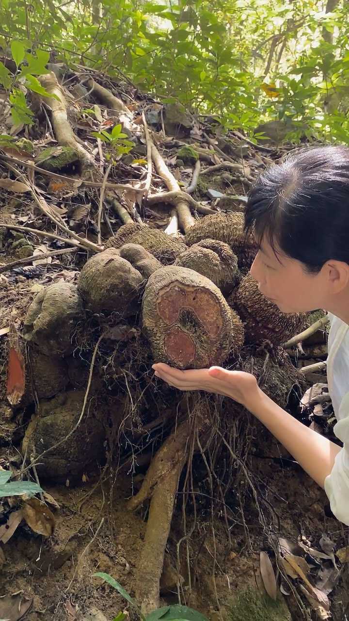 薯莨 腾讯网