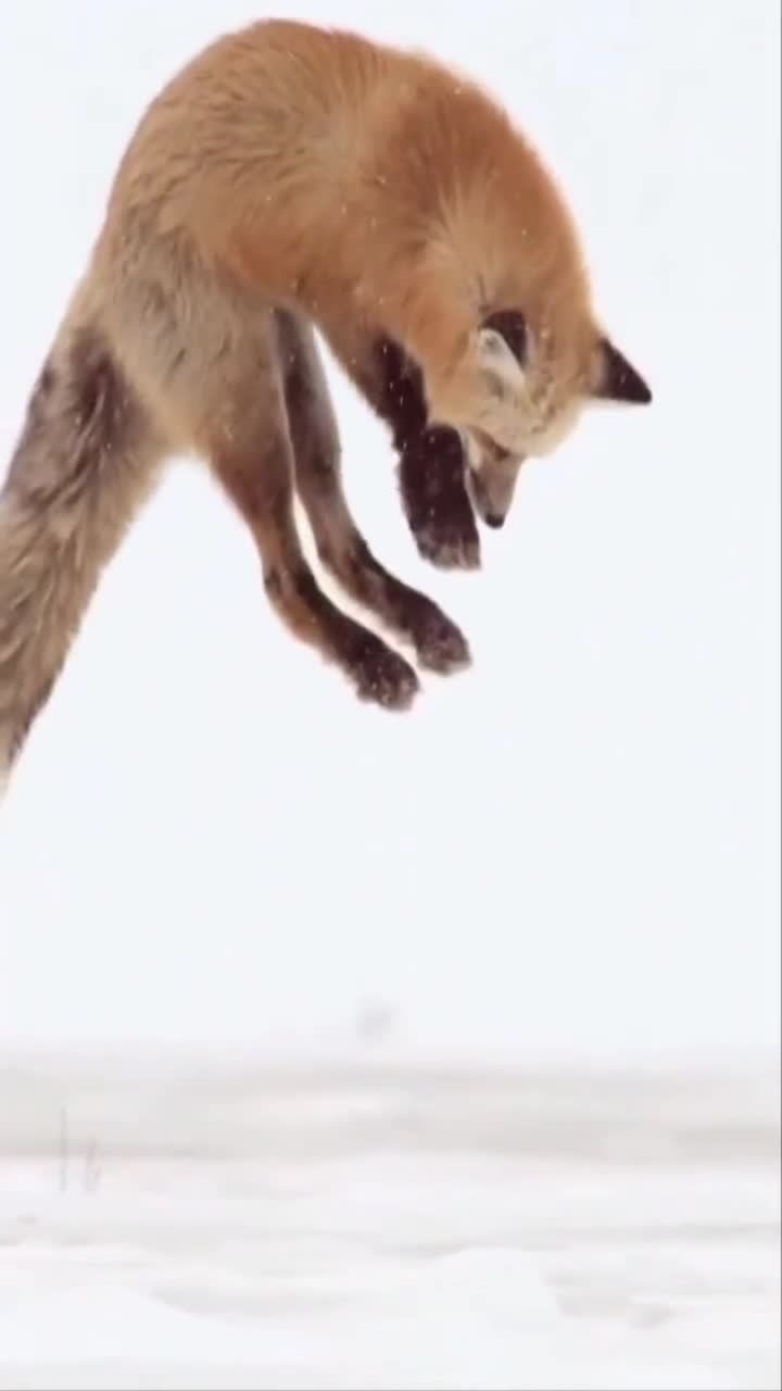 这狐狸简直太搞笑了,原来是这样捕猎物的!