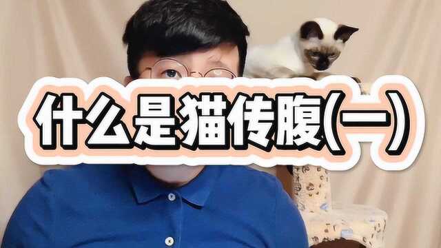 什么是猫传腹?(一)