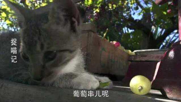 捉喵记:猫咪看见葡萄,为什么只玩不吃呢?