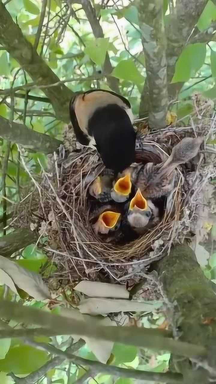 伯劳鸟夫妇喂食看这一窝子雏鸟这两口子很心累啊