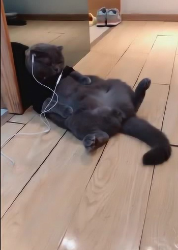 这个视频火了,猫咪戴耳机这样躺在地上网友活的不如猫