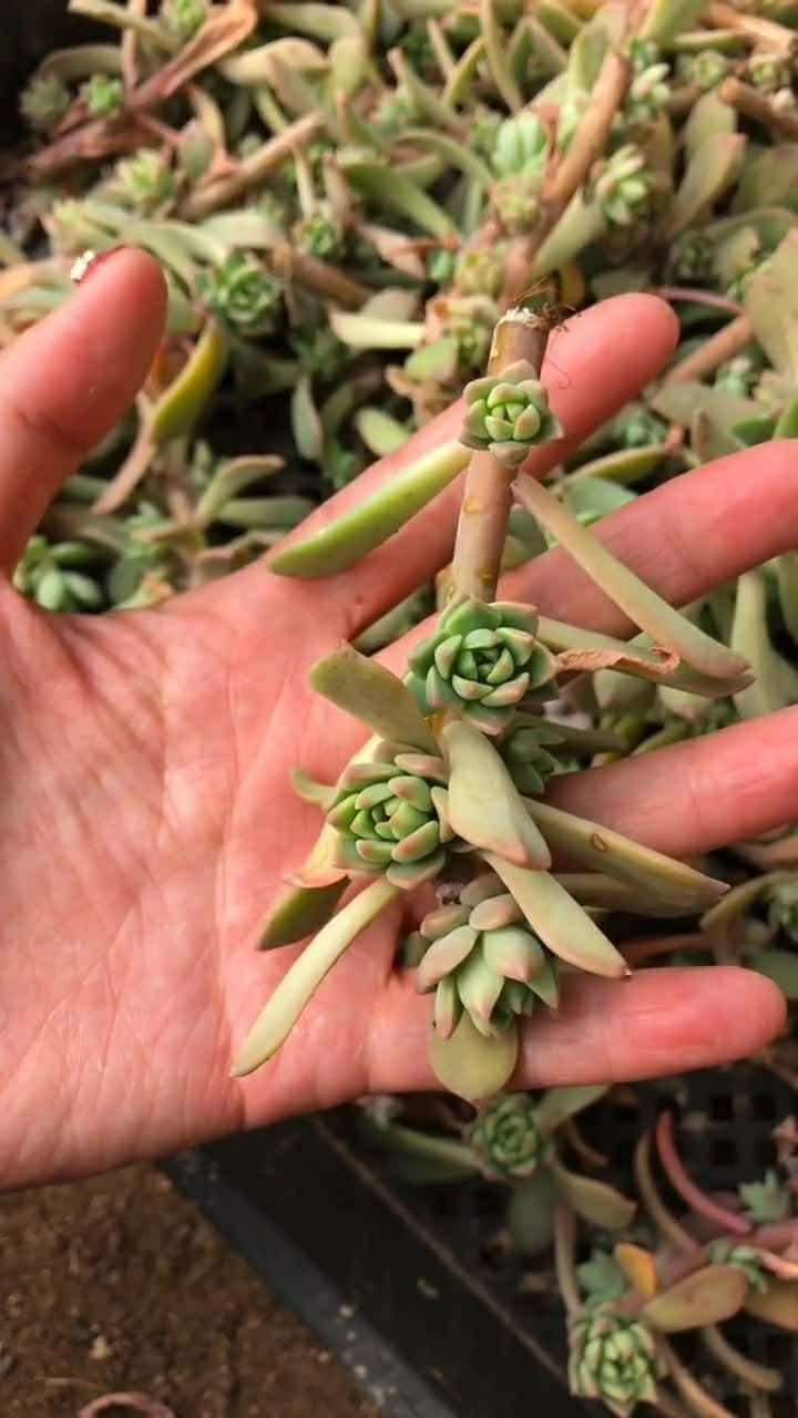 马库斯最好养的多肉之一但是养它也是需要技术的
