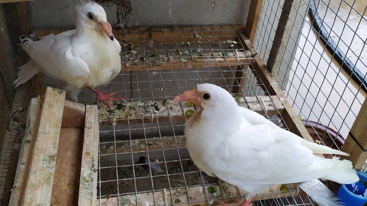 大鼻子观赏鸽真的不建议养,看了这几个原因你就会死心了