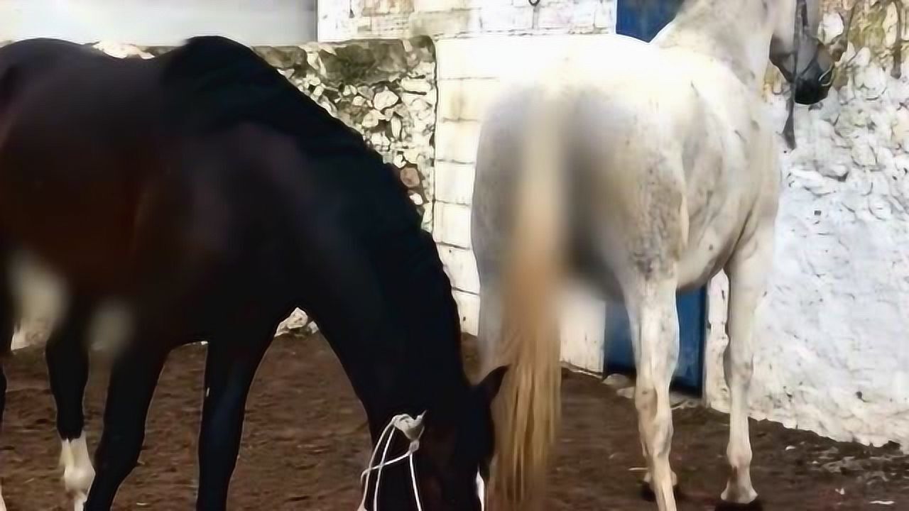 大黑马初次见到白马就兴奋地咧嘴笑真是黑白相配天生一对