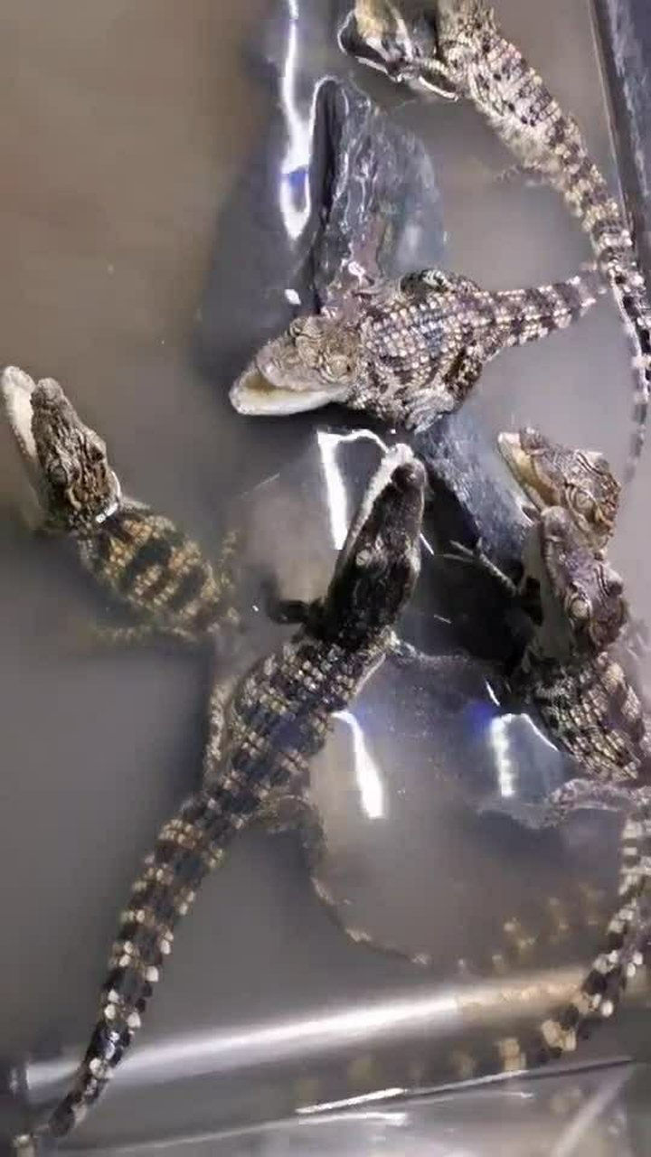 嗷嗷待哺的小鳄鱼,把我当成了它们的妈妈,张着嘴等吃的