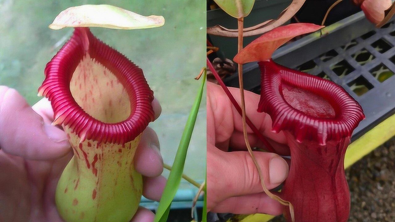 猪笼草如何捕食昆虫镜头观察全过程看完感觉太神奇了