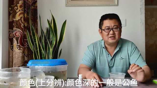 小小的孔雀鱼苗能辨别公鱼?别不信!你若掌握这几点,分辨公母不求人