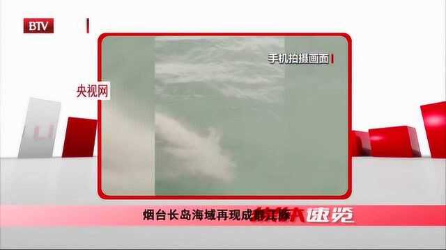 烟台长岛海域再现成群江豚