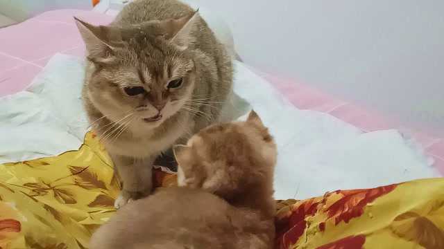 独苗猫姐看到猫妈生的二胎猫宝,立刻吼起来:我没同意你咋出来了