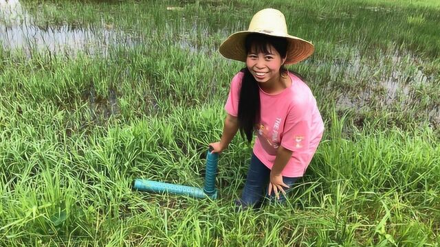 小秀池塘放了四个地笼,这种像7字一样的鱼笼,看看捕到多少鱼?