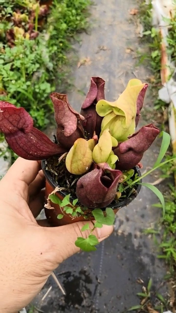 今天介绍海螺瓶子草