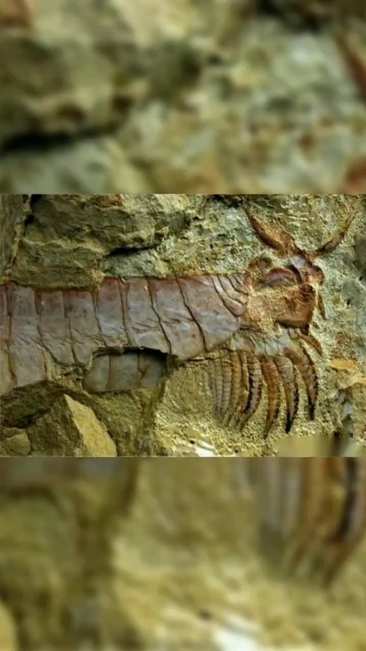 最大的蜈蚣 化石图片