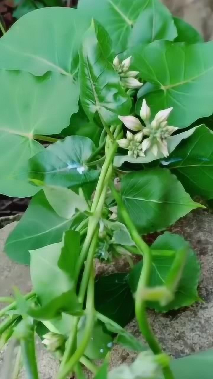 农村野生老瓜瓢,具有美容的功效,你们知道它的作用吗