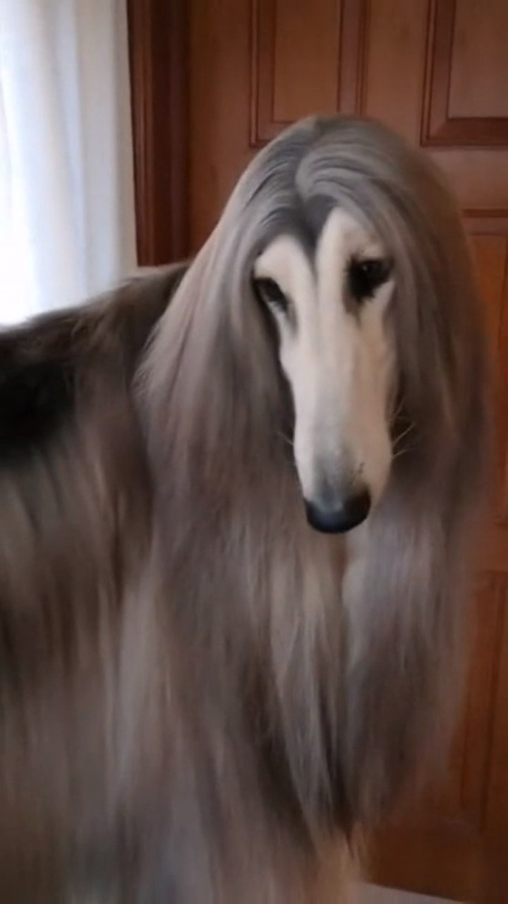 这是什么狗,长发飘飘的,应该算是最美的狗了吧