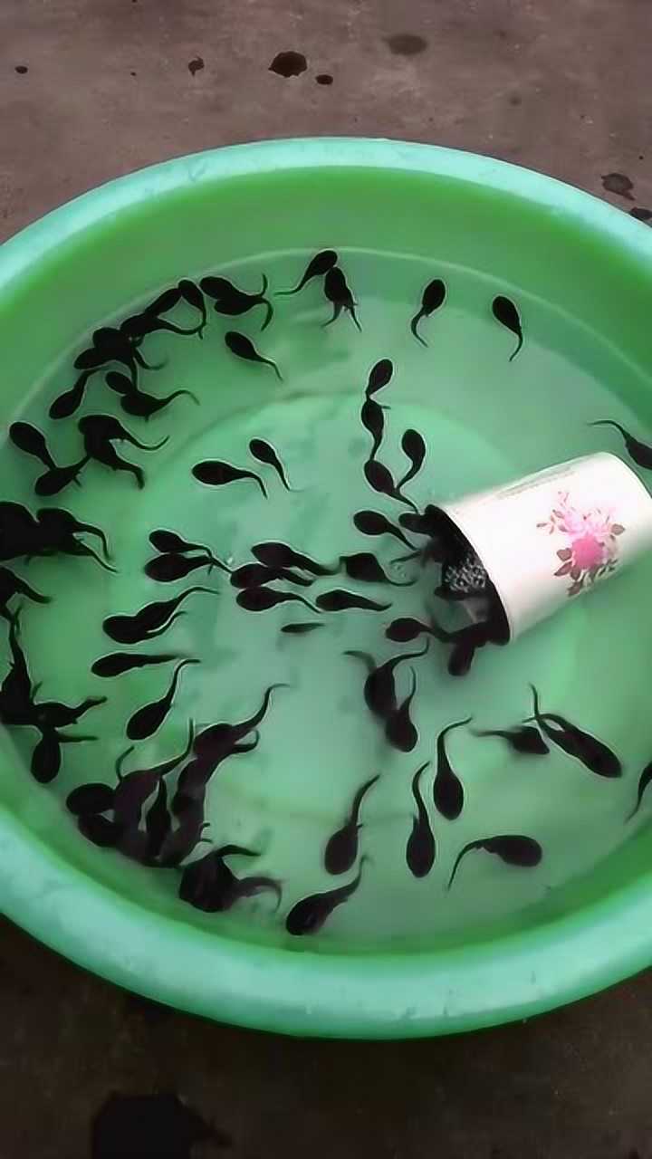 像极了你的小时候蝌蚪游出瞬间美妙绝伦在座各位当年都是亿里挑一的