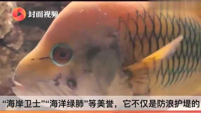 新知课|第12个世界海洋日:保护红树林,保护生态海洋