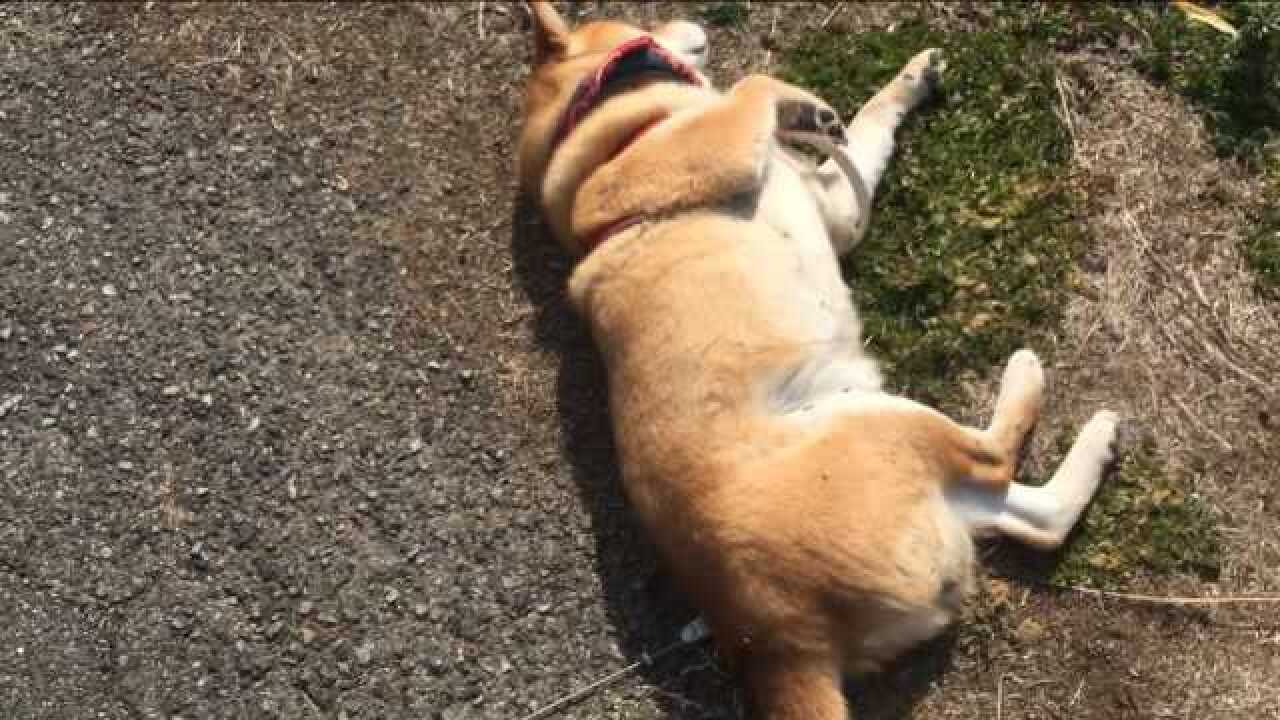 柴犬不想走路故意躺在地上耍賴鏟屎官誰能來救救我