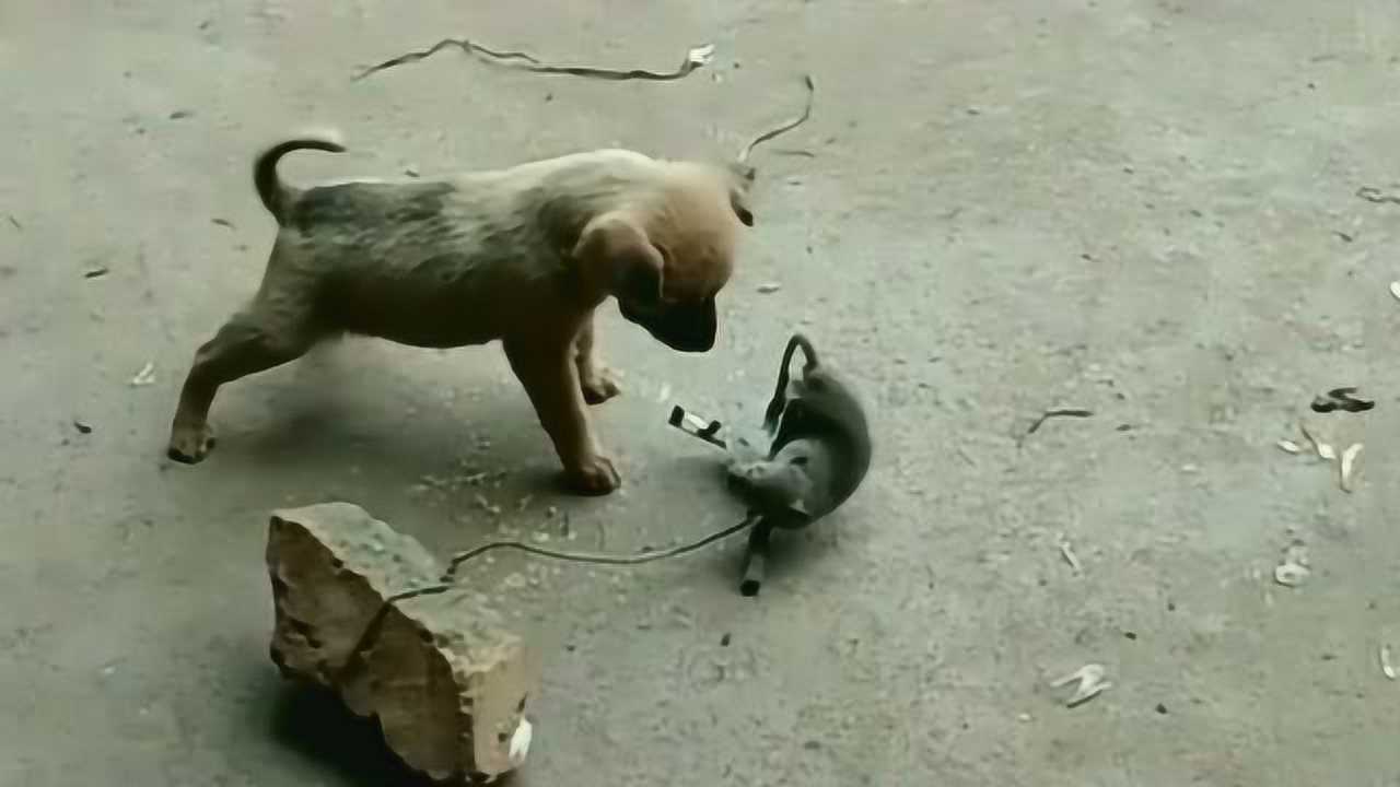 狗拿耗子多管闲事老鼠的叫声把它吓到了但是气势不能丢