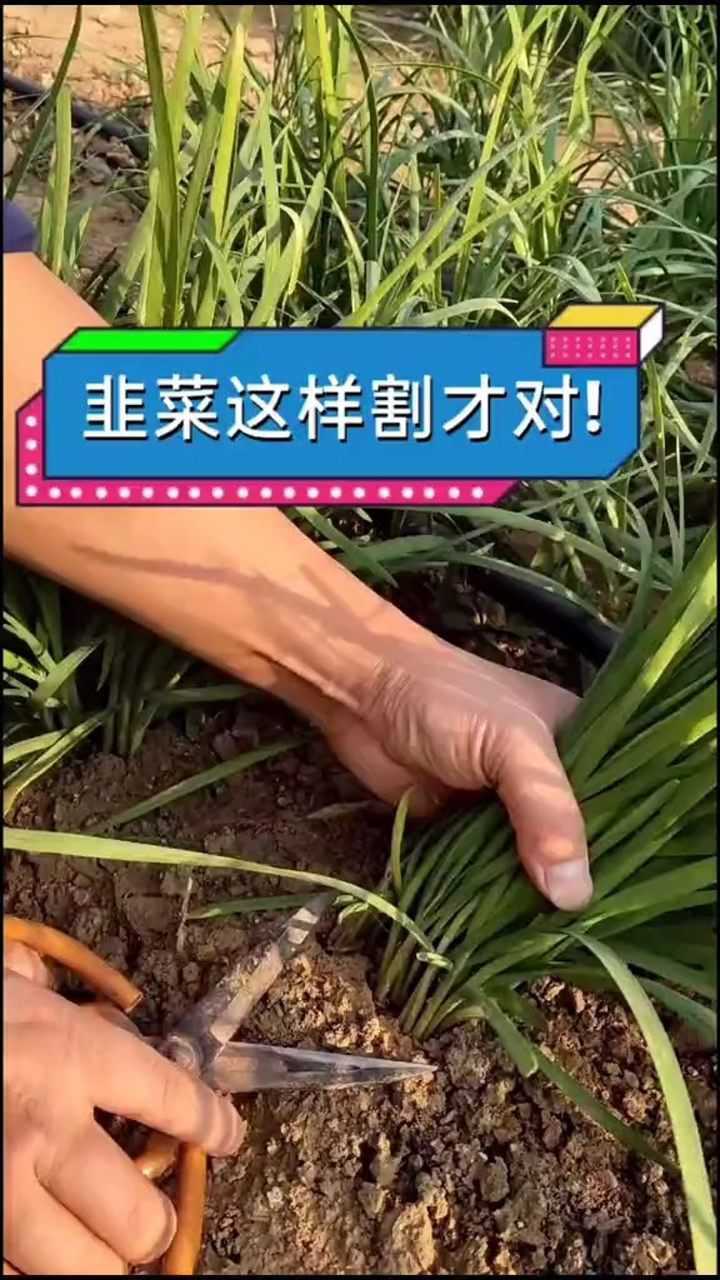 割韭菜是什么意思图片