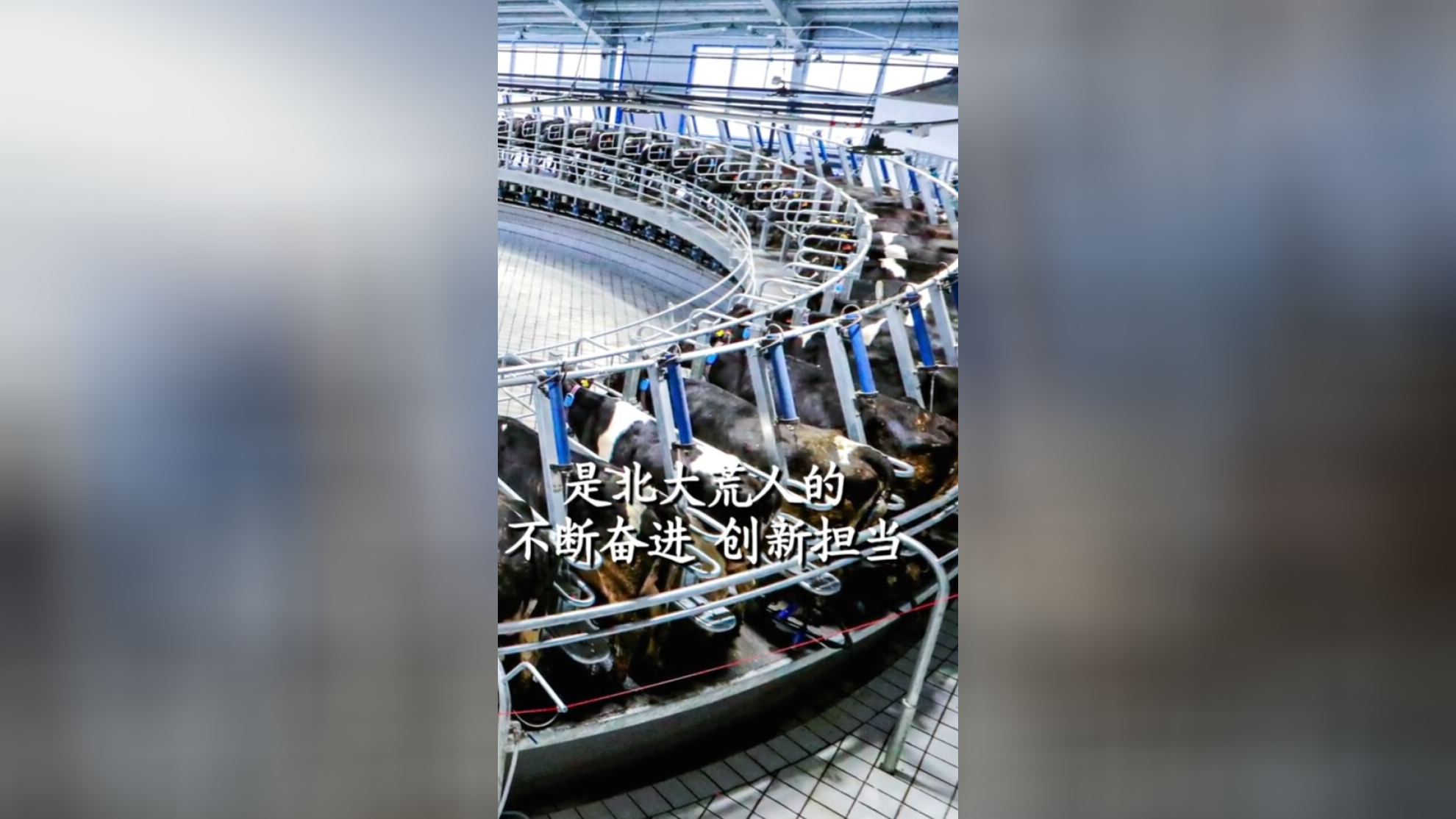 垦区奶香飘天下,不忘当年"将军牛",北大荒第一袋奶粉的故事!